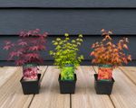 3x Mixed Acer Palmatum Japanese Maple Trees in 9/10cm Pots By Direct Plants