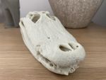 Replica Alligator Skull Animal Bones Specimen Crocodile Taxidermy Oddity