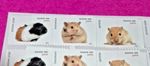 ***24 Hamsters, Gerbils, and Guinea Pigs ONLY!*** FOREVER Stamps - PETS Set 