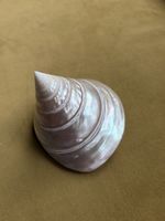 Natural Polished Pink Mother of Pearl Sea Shell Decorative Coastal Collectible