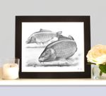 THE TWO COMMONS Carp Picture Fishing Fish Art Drawing Print By Robin Woolnough