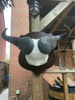 Cape Buffalo Horns and Skull section On Hardwood Shield, 50cm High, 66cm Wide