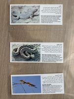 A Complete Set ? Of 18 Lipton Tea Cards Middle Eastern Wildlife
