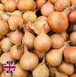 British Pickling Onions - Superior Taste & Premium Grade - 2025 Season Harvest