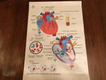 Used - Vintage Poster EL CORAZON - 90 X 65 CM - Spanish - Used