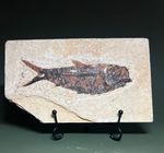 Knightia  fossil fish on  Kemmerer shale matrix. 4220
