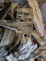 Premium Rot Hardwood Chunks for Isopods, Millipedes & Bioactive Setups 4L