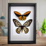 Framed wallace's golden birdwing butterfly pair: ornithoptera croesus