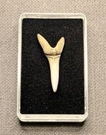 Small Fossil Otodus shark tooth, London Clay 54 - myo