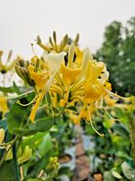 Lonicera Scentsation Honeysuckle - 3Lt Pot Fruiting Flowering Climber Wall Shrub