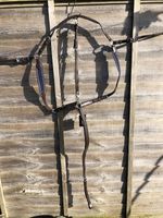 CLEARANCE NEW 3 POINT BREASTPLATE MARTINGALE BROWN LEATHER BLUE ELASTIC FULL 