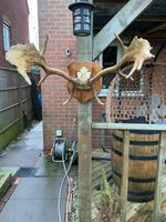 Collect Only. Fallow Deer Antlers On Hardwood Shield. 50Cm Tall 60Cm Wide Ant 14