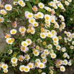 Erigeron Plug Plants Flowers White To Rose Daisy Perennial Fleabane, Pack of 3