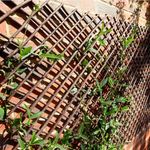 Willow Trellis Expanding Garden Trellis- 1.8m Length - Different Sizes Available