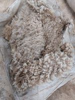 Cheviot Mule First Shear - Raw Wool Whole Fleece - Produced In Cornwall