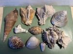 Vintage Seashells Natural -  private Collection Pre 1969