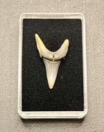 Small Fossil Otodus shark tooth, London clay 54-myo
