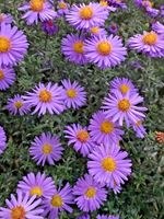 Aster Dumosus Purple Light - Deluxe 3Lt-Pot Flowering Perennial Hardy Plant