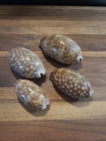 Vintage Lot Of 4 Measled Cowrie Sea Shells Florida Keys Display Specimen 