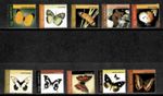 Gambia 2005 - Butterflies - Set of 10 Definitive Stamps - Scott #2920-9 - MNH