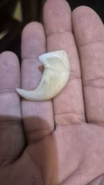 Vintage Tiger Claw