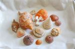 14 Sea Shells Decorative Various Peaches + Cream Tulip Triton Conch Urchin Coral