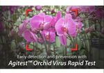 Orchid Virus Test Kit (single) - Agitest CymMV + ORSV