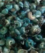 NIGERIAN FRESH PERIWINKLE - Frozened Periwinkles. 