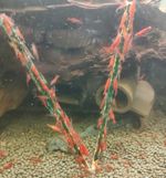 Shrimp Lollies/Spirulina Lollies Cherry Shrimp Food Shrimp Treats Tropical