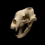 Life-Sized Giant Short Faced Bear Replica 19in Extinct Mammal Anatomy Display