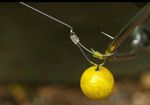 IQ2 D Rigs Carp Rigs Blowback D Rigs IQ2 Fluorocarbon PVA fishing Summer Carp