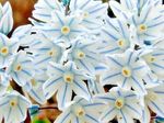 50 x STRIPED SNOWDROPS Spring Flowering PUSCHKINIA Perennial Garden Plant BULBS