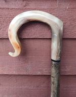 Full length shepherds crook/market stick in a  rams horn FREE POSTAGE