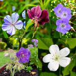 Geranium Cranesbill Bare Roots - Hardy Groundcover Perennial Garden Ready Shrubs