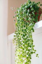 Peperomia prostrata 'String of Turtles' stunning Houseplant in 6cm pot