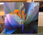 TEMPLESPA 2026 Advent Calendar