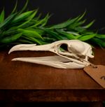 Cormorant Skull Replica Life Size Bird Skull Seabird Anatomy Model