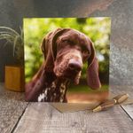 German shorthaired pointer dog greeting car
