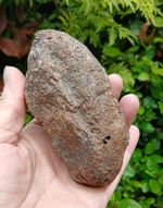 Fossil ~Ice Age~Woolly Mammoth~ Foot Bone         North Sea 