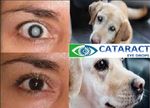 Holistic, chemical & additive free cataract eye drops for people and animals
