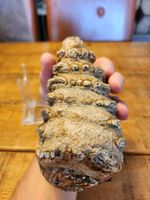Fossilised  tooth found in Happisbugh 