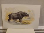 ANIMALS - CHELSEA PRINTS - HIPPOPOTAMUS - 1989