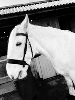 Clearance Draft Hunter Bridle – Black/Havana – Soft Leather – Heavy Horse tack