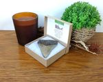 100% Genuine Megalodon Shark Tooth Fossil USA 75mm 3" in Presentation Box