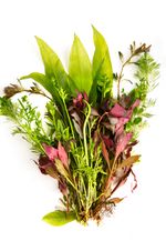Live Aquarium Plants x 50 Collection - Tropical Water Live Aquarium Plants