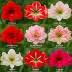 Amaryllis Bulbs 9 Variety Mix – Big Blooms, Imported Quality, Easy Growing