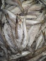 Nigerian Panla Frozen Fresh 20kg.for Grilling,frying Or Smoking