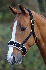 SHIRES LUNGE CAVESSON  FLEECE LINED COMFORT FULL Size Adjustable Fit Black