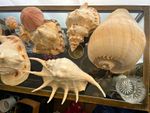 Collection of 13 polished and polished sea shells XXL and small sizes