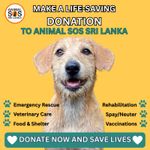 DONATE to Rescue, Heal, Feed Street Dogs & Cats - Animal SOS Sri Lanka - NO ITEM